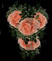 fleurs et nature (172)